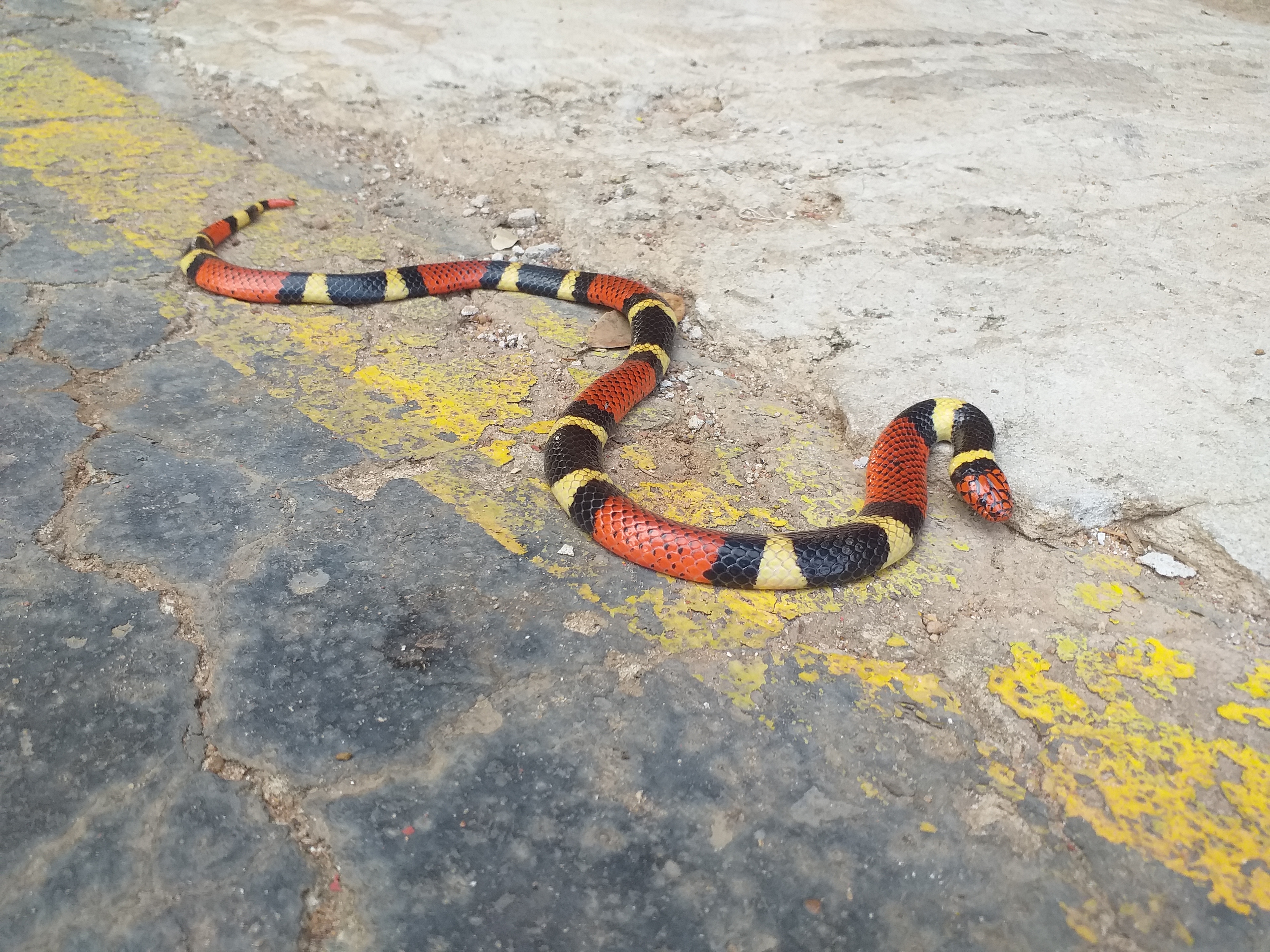 Bombeiros resgatam cobra Jiboia de dentro de pneu, em terreno no Crato