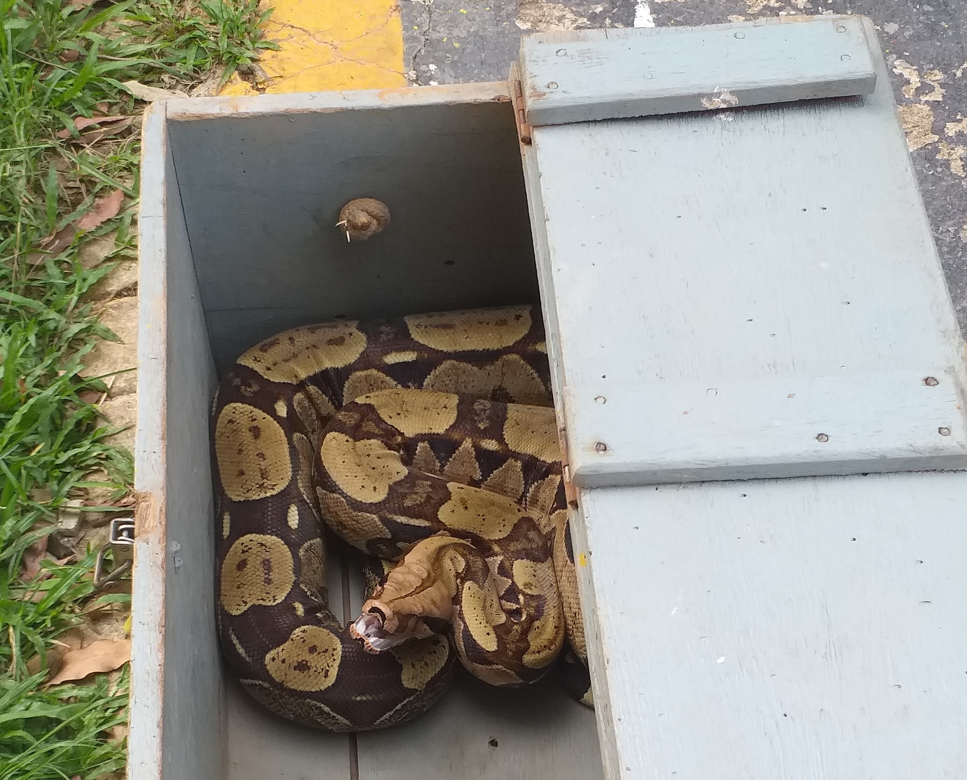 Bombeiros resgatam cobra Jiboia de dentro de pneu, em terreno no Crato