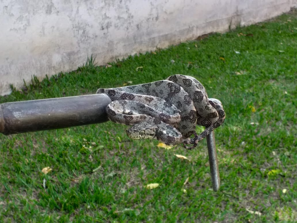 Cabeça da Cobra Residencia