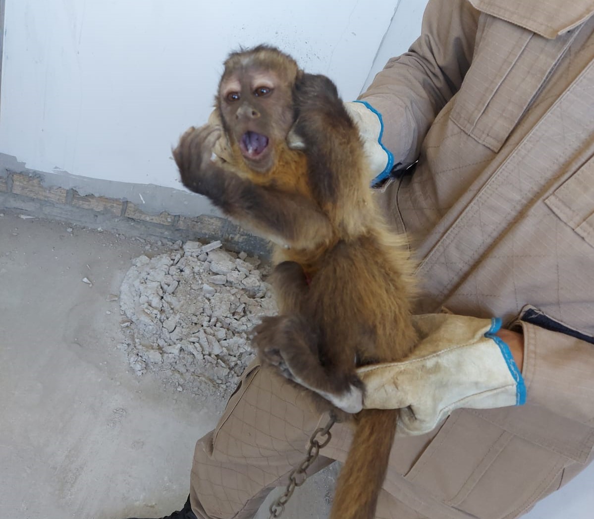 Semace realiza resgate de filhote de macaco-prego em Jaguaribe